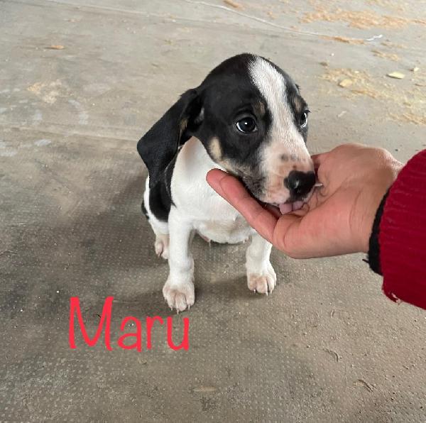 Maru E Rin Cuccioli Simil Segugio